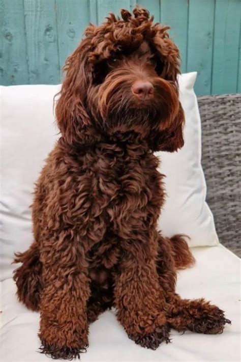 Image result for Cockapoo Chocolate Brown