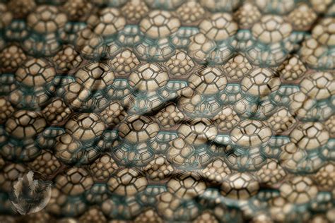 Image result for turtle shell patterns
