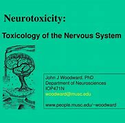 Image result for neurotoxicity