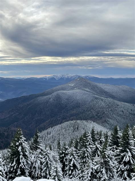 Image result for Tree Line Explained