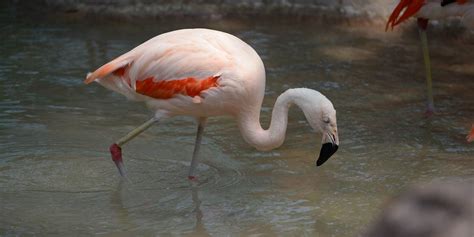 Chilean Flamingo – Birds of Colombia