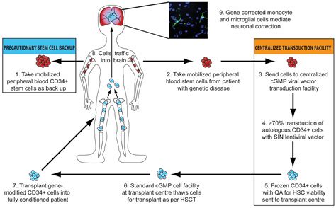 Current and Future Treatment of Mucopolysaccharidosis (MPS) Type II: Is Brain-Targeted Stem Cell ...