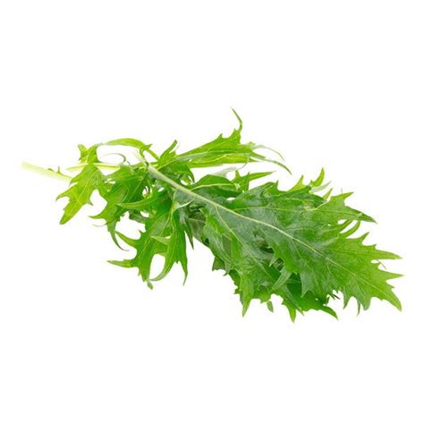 Mizuna Baby Leaf Seeds Online | Shop Non-hybrid, Non-GMO Seeds Online