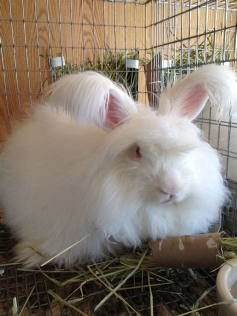 Image result for giant angora rabbit