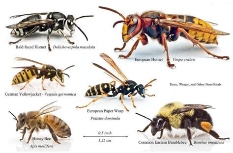 Bee Swarm Simulator Script Pastbien 的图像结果