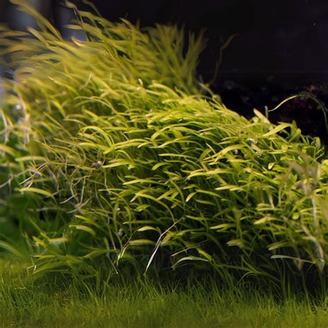 ADA IC205 Utricularia Graminifolia | TC Live Plant – cloningaquapets