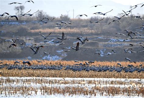 上万候鸟迁徙成美景 -环保频道