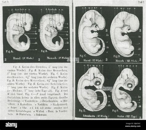 BioGenetic 的图像结果