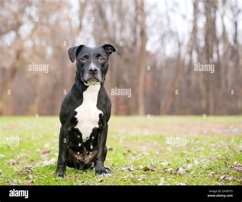 A black and white Pit Bull Terrier mixed breed dog sitting outdoors ...