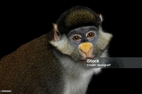 Image result for Red Thread Monkey