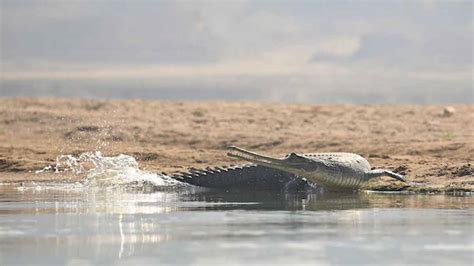 Chambal River Origin |चंबल नदी का इतिहास | Chambal Nadi Se Judi Baten ...