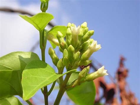 GreenCaart Aganonerion polymorphum Flower plant all Season Live Plant ...