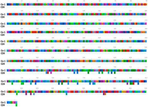 Cucumber Mosaic Virus-Induced Systemic Necrosis in Arabidopsis thaliana ...