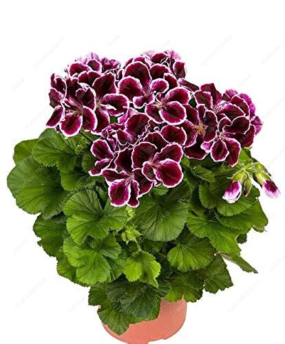 70 Pcs/Bag Geranium Seeds As Perennial Seeds Flower Seeds Pelargonium ...