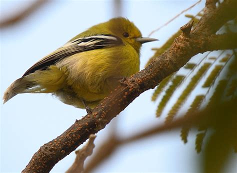 Common Iora - Aegithina tiphia - Birds of India - Birding in India