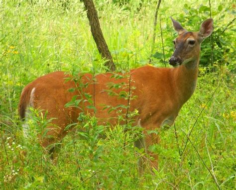 Deer Gestation Period List (how long does carry their young) - World Deer