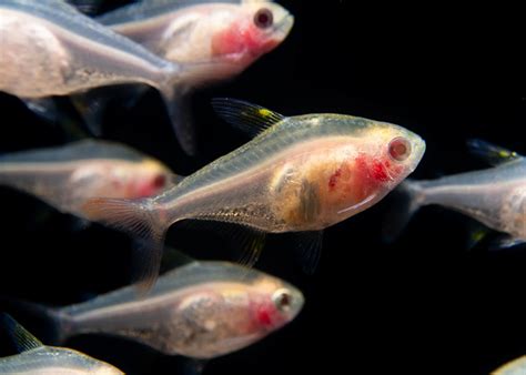 19 Facts About X-Ray Fish - Facts.net