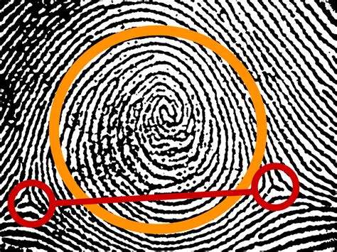 Whorl Fingerprint