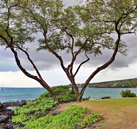 Maluaka Beach, Maui (Turtle Town): Complete 2026 Visitor Guide
