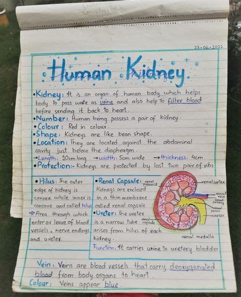 Image result for Handwritten Tutorials Kidney