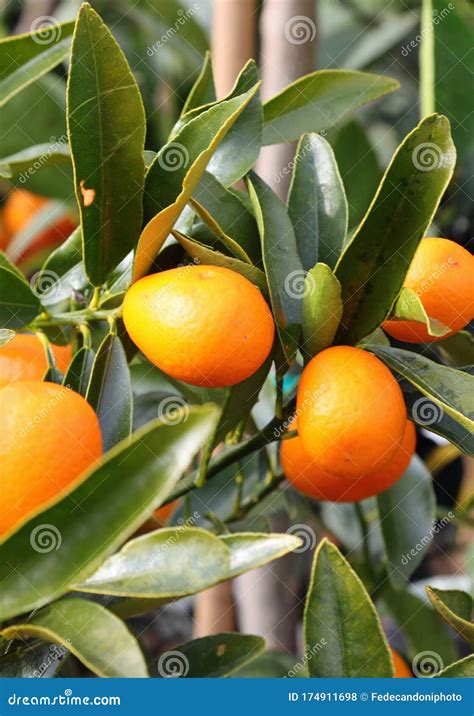 Small Citrus Fruits Called Kumquats on the Orchard Stock Photo - Image ...