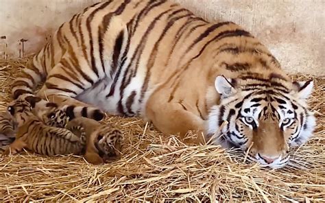 春天里的第一批小老虎出生了_哔哩哔哩_bilibili