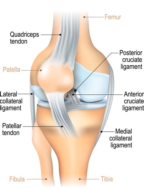 Posterior Cruciate Ligament (PCL) Injuries