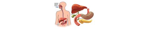 ERCP treatment in Mumbai | Globus Hospital
