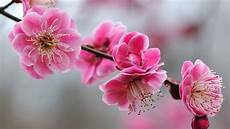 significato fiore di ciliegio fiori di ciliegio significato fiori significato dei significato fiore di ciliegio fiori di ciliegio significato fiori significato dei