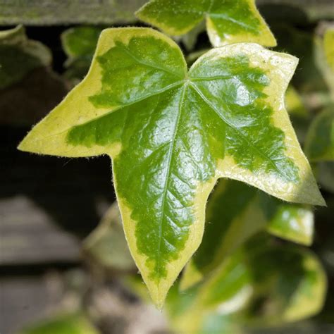 English Ivy Variegated ( Hedera Helix) "Variegata" Plant – Lalit Enterprise