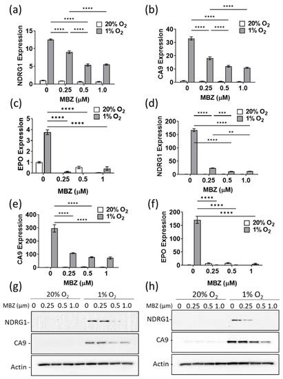 Mebendazole Treatment Disrupts the Transcriptional Activity of Hypoxia ...