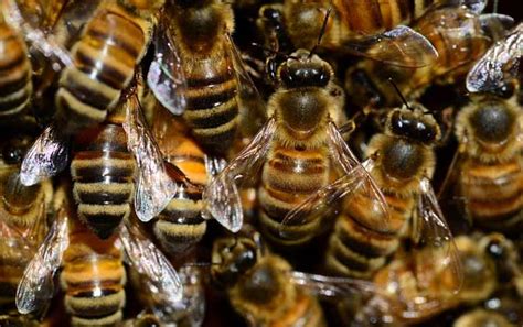 新手怎样养蜂繁殖快？ - 新手养蜂 - 酷蜜蜂