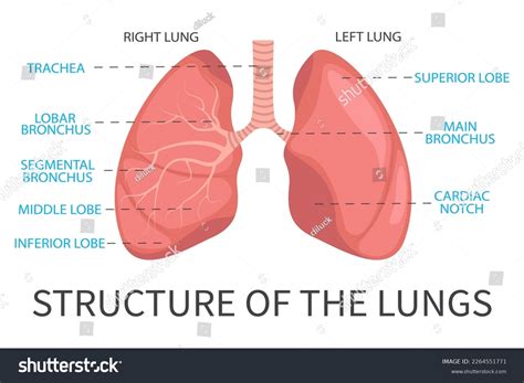 Human Lungs System Lung Anatomy Structure Stock Vector (Royalty Free) 2264551771 | Shutterstock