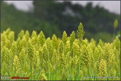 Kaas - The Valley of Flowers - Page 5 - Team-BHP