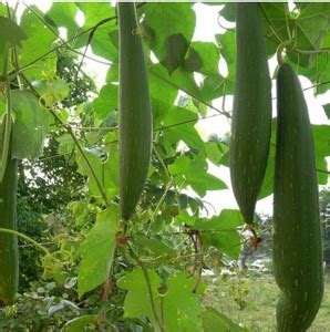UGRA Sponge Gourd seeds Seed Price in India - Buy UGRA Sponge Gourd ...