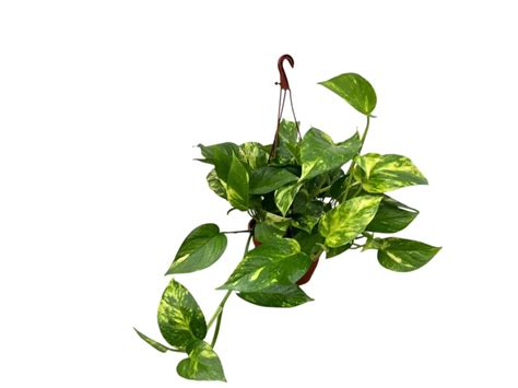 Poto colgar | Cepaflor