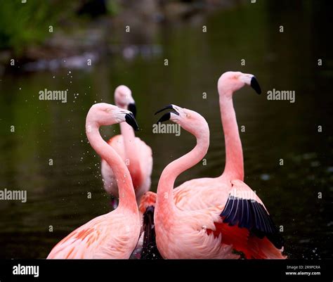Pink group of birds hi-res stock photography and images - Alamy