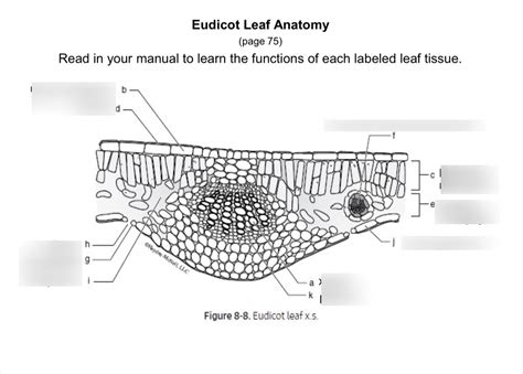 Eudicot Leaf