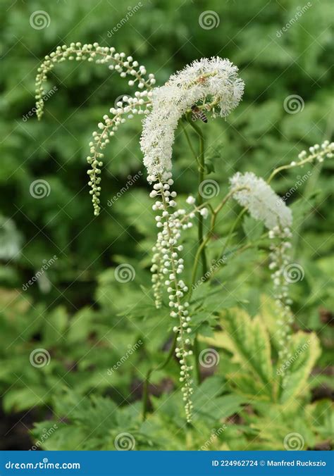 Cimicifuga racemosa stock photo. Image of candle, plant - 224962724
