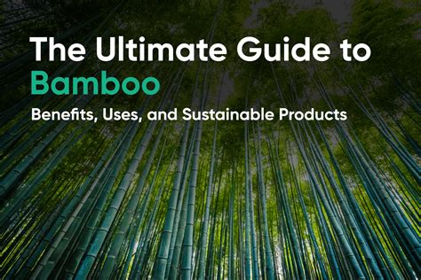 Why Bamboo Is The Future: Uses, Benefits & Sustainable Products