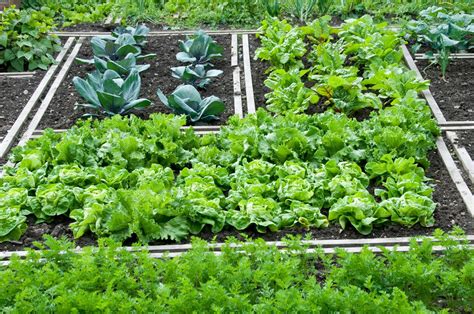 Shade Tolerant Vegetables - Growing Vegetables In A Shady Garden | Gardening Know How