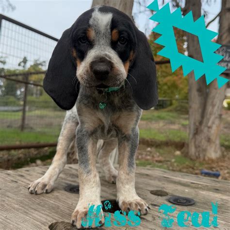 Bluetick Coonhound Puppies For Sale