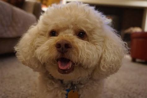 Image result for Cockapoo 1 Year Old