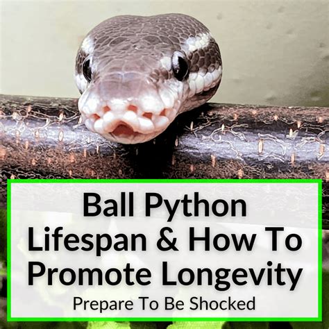 Image result for How Long Are Ball Python Cages