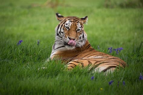 Wildlife Fauna Temperate Grasslands