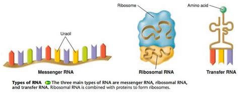 RNA Types 的图像结果