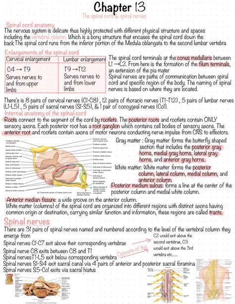Anatomy and physiology 2 chapter 13 pg 1 - BIOL203 - Studocu