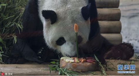 旅德大熊猫“娇庆”在柏林动物园庆祝7岁生日 吃蛋糕啃竹子（组图）-时政新闻-浙江在线