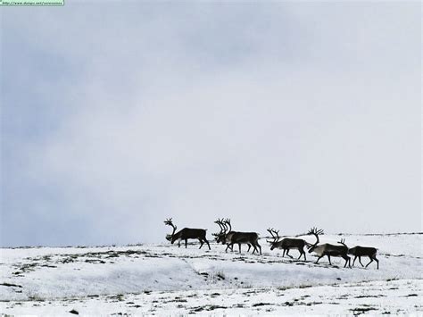 Deers and reindeers photos (I)
