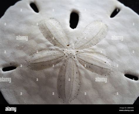 Sand Dollar Alive
